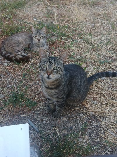 Two tabby cats are on a patch of dry grass and dirt. The cat in the foreground is sitting up and looking directly at the camera with green eyes. The cat in the background is lying down, facing away from the camera, with its head turned to look over its shoulder. The environment is dry and appears to be outdoors, possibly a rural or unkempt area. The image was taken in Navaluenga, Spain.