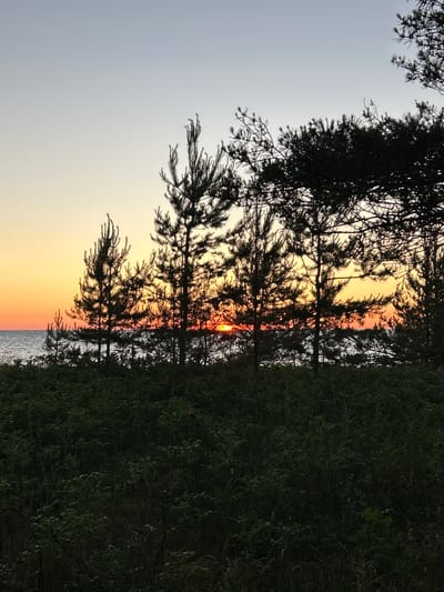The image depicts a sunset scene with silhouetted pine trees in the foreground. The sky is a gradient of light blue at the top, transitioning to yellow and orange near the horizon. The sun is visible as a bright red orb peeking through the trees. Below the sky is a body of water, likely the sea, with gentle ripples. A dense area of dark green vegetation, including bushes and grasses, occupies the bottom portion of the frame. The overall impression is of a natural landscape at dusk. The location is identified as Meremõisa, Estonia. There are no people or discernible actions depicted in the image.