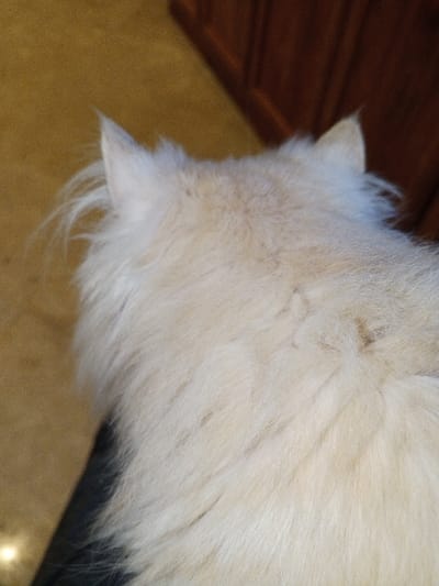 A high-angle, close-up image depicts the dorsal view of a domestic animal, likely a long-haired cat or small dog, situated indoors in Madinaty, Egypt. The animal's fur is predominantly light cream to off-white, dense, and appears fluffy or shaggy. Two erect, pointed ears are visible at the top of the frame, indicating the rear of the animal's head. The body extends downwards, showing the upper back. The background consists of a blurred, light brown or tan floor surface in the upper left, transitioning to a darker, reddish-brown, out-of-focus wooden object, possibly furniture or a door, in the upper right. A small, bright, circular light reflection is present in the lower-left corner. No human subjects, explicit actions, or direct interactions are visible.