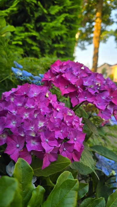 A close-up, low-angle shot captures vibrant purple hydrangeas in bloom, with a shallow depth of field blurring the background. The foreground is dominated by lush green hydrangea leaves. In the mid-ground, clusters of bright magenta hydrangeas are in sharp focus, displaying their intricate petal structures. To the left and further back, hints of pale blue hydrangeas can be seen. The background is a soft bokeh of green foliage from a hedge, with a blurred tree trunk illuminated by golden sunlight and a sliver of a building and sky. The image appears to be taken outdoors in a garden setting, possibly in Zeddam, Netherlands, given the presence of hydrangeas commonly found in Dutch gardens. No people or animals are visible in the scene.