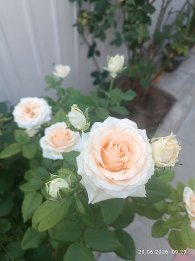 The image shows a close-up view of several light-colored roses in bloom, with green foliage. One large rose in the foreground is a creamy white with peach-colored petals towards the center. To its right is a smaller, closed bud of a similar color. In the background, other roses and buds are visible, some fully open and some in bud. The roses appear to be growing outdoors, possibly in a garden or potted. The background suggests a slightly blurred outdoor setting with a light-colored vertical surface, possibly a wall or fence, and some greenery from other plants. A date and time stamp, "29.06.2026 09:29," is visible in the lower right corner of the image. There are no people or animals present in the image. The scene is static and peaceful, focusing solely on the floral subjects.