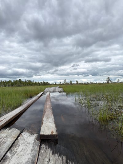 The image depicts a wooden boardwalk extending into a wet, grassy wetland under a heavily overcast sky. The boardwalk is constructed from weathered, grey planks, some of which are submerged in shallow water, creating reflections of the sky and surrounding vegetation. Tall, green reeds and grasses dominate the landscape on either side of the boardwalk, with a line of trees visible in the distance. The overall impression is one of a remote, natural environment. The location is identified as Мёрскі сельскі Савет, Belarus. There are no people or animals visible in the image, and no specific actions are being depicted.