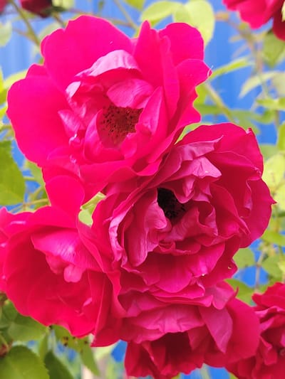 The image shows a close-up of several vibrant pink roses in full bloom, set against a blurred background of green foliage and a bright blue sky. The roses are densely petaled, with some flowers showing their darker centers. Sunlight illuminates the petals, highlighting their delicate textures and folds. The overall impression is one of natural beauty and a summer day. The location context provided is Мётчанскі сельскі Савет, Belarus. There is no text visible in the image.