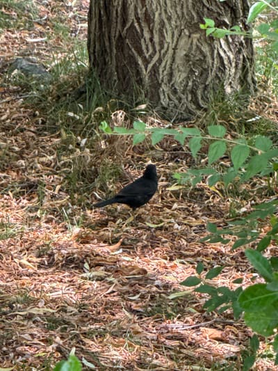 A black bird stands on the ground covered in dry leaves and some sparse grass. Behind the bird is a large tree trunk with rough bark. Green leaves are visible in the foreground and background. The setting appears to be a natural outdoor area, possibly a park or forest floor. The location is identified as Mirikənd, Azerbaijan.