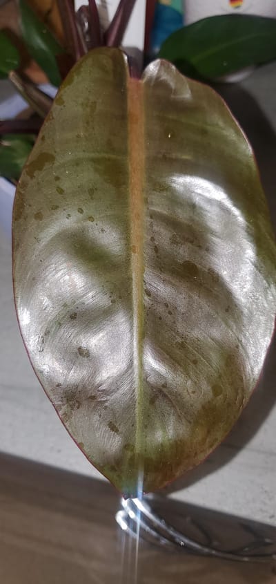 The image shows a close-up view of a dark green leaf with a prominent, lighter central vein that has a reddish-brown hue. The leaf surface is slightly glossy and has a textured appearance with visible veins. There are small, scattered water droplets or speckles on the surface of the leaf. The leaf's edge appears to be a darker reddish-purple color. In the background, out of focus, are parts of a plant with reddish stems and other green leaves, as well as a white object that might be a pot or a container. A blurred light source creates a bright, elongated glare at the bottom of the image. The background surface appears to be a light-colored, textured material, possibly a tabletop or floor. There is no indication of the city of Sasbach, Germany, or any specific urban environment.