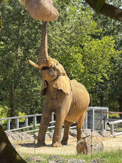 An African elephant stands in an outdoor enclosure at the Beauval Zoo in Saint-Aignan, France, with its trunk extended upwards to reach a woven basket suspended above. The elephant is facing left, with its mouth open and tusks visible. The enclosure features a sandy ground, rocky terrain, a metal fence, and lush green trees in the background. The sky is visible through the foliage, suggesting a clear day. The lighting indicates it is daytime, likely mid-morning or afternoon, casting shadows on the ground.