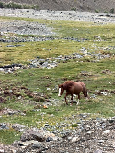 A single brown horse with white markings on its face and legs walks across a green, grassy, and rocky plain. The horse is facing left and is mid-stride. The background shows a desolate landscape with a sloped, rocky hill and scattered rocks and vegetation. The image appears to be taken in Sumdo, India, a village located in the Ladakh region known for its arid and mountainous terrain.