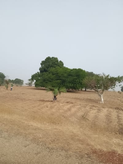 The scene depicts a dry, open field under a hazy, light grey sky, likely in Angwan Hausawa, Nigeria. The foreground and midground are covered in parched, reddish-brown earth with sparse, dried vegetation and faint linear patterns suggesting past tilling or tracks. In the midground, a cluster of large, densely foliated green trees stands prominently. To their right, a tree with a lighter, possibly whitewashed, trunk and sparser green leaves is visible. Closer to the foreground, a small, multi-stemmed palm-like tree with green fronds grows from the dry ground. In the far left of the midground, a solitary individual, dressed in light-colored clothing, walks away from the viewer, moving towards the left. This person carries a green object, possibly a container, balanced on their head. Further in the background, more distant, less distinct trees are visible along the horizon line.