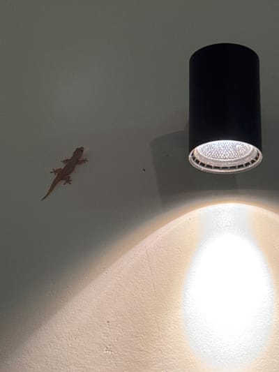 A small, light brown gecko is perched on a white wall, to the left of a black cylindrical light fixture. The gecko is angled towards the right, with its tail extending downwards and to the left. The light fixture, situated in the upper right quadrant of the image, emits a bright white light that casts a warm glow on the wall below. The wall appears textured and is illuminated by two light sources: the overhead fixture and another unseen light source below, which creates a large, diffuse glow on the lower portion of the wall. The overall setting suggests an indoor environment, possibly a home or a commercial space in Kabalana, Sri Lanka.