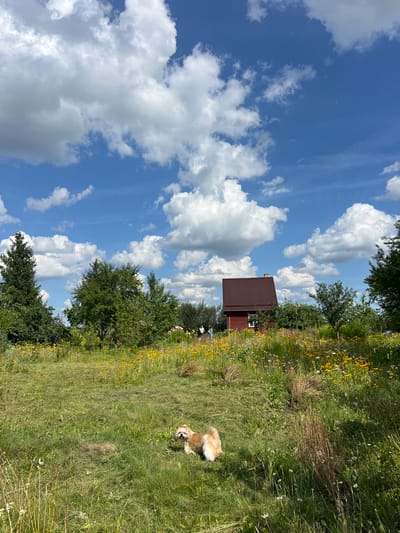 In Fasty, Poland, a fluffy, tan and white dog is captured in a sunny, outdoor scene. The dog stands on a lush green lawn, with a meadow of yellow and white wildflowers stretching towards a small, red-sided house in the background. The house has a dark red, sloped roof and a single white-paned window visible on its side. Two individuals, one in a blue shirt and the other in a lighter colored top, are walking near the house, further into the property. The sky above is a vibrant blue, dotted with fluffy white cumulus clouds, suggesting a pleasant summer day. Tall green trees, including a prominent evergreen on the left, frame the scene. The overall environment suggests a rural or semi-rural setting, typical of the outskirts of Fasty.