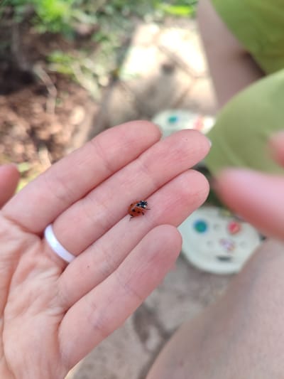 A ladybug rests on the index finger of a pale-skinned hand, adorned with a white ring on another finger. The background is slightly out of focus but suggests an outdoor setting, possibly a yard or garden, with foliage and what appears to be a sandal in the periphery. There is no information in the provided image to suggest a location in the city of Malaya Purga, Russia, or any specific geographic location.