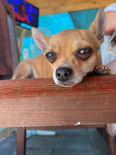 A tan Chihuahua dog is positioned close to the camera, resting its head and front paw on a wooden surface with red and orange stripes. The dog's eyes are open, and it appears to be looking directly at the viewer. The background is blurred but shows a television screen displaying a person, and a brightly colored wall. The scene appears to be indoors or on a covered patio. There is no information to indicate this image was taken in Karabunar, Bulgaria.