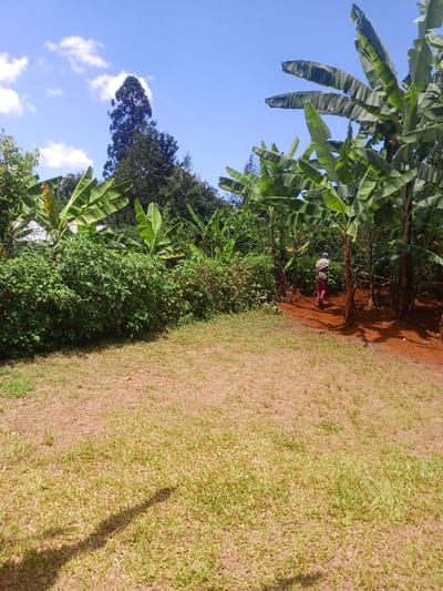 The scene depicts an outdoor area in the city of Kiangochi, Kenya, under a clear blue sky with scattered white cumulus clouds. The foreground consists of reddish-brown soil largely covered by patches of green grass, displaying shadows extending from the lower-left. A dense band of green shrubs and foliage spans the midground, behind which multiple banana plants with large green leaves are prominent, particularly on the right side. Taller, darker green trees form the background, with a distinct, tall, conical tree silhouetted against the sky in the center-left. In the mid-right portion of the frame, one individual is observed from behind, walking on a reddish-brown dirt path that leads into the dense vegetation. The person is wearing a light-colored cap, a light-colored top, and bright pink or red trousers. No other individuals or significant man-made structures are discernible.