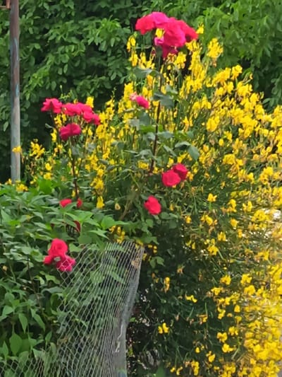 The image depicts a close-up view of a flowering bush with bright yellow blossoms and several red roses. The bush is situated in an outdoor setting, with lush green foliage in the background. A wire fence is visible in the foreground, partially obscuring the roses and green leaves. The scene appears to be a garden or natural area, likely within the city of Kasumkent, Russia, given the context provided. No people or specific actions are identifiable in the image. The focus is on the vibrant colors and textures of the plants.