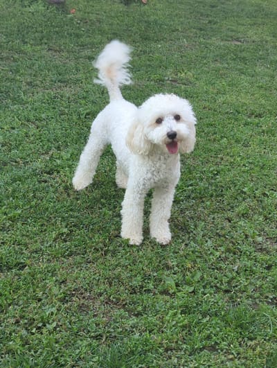 A white poodle is lying on green grass with its tongue sticking out. The dog is fluffy and appears to be of medium size. Its eyes are dark brown and it has a black nose. The grass is a vibrant green and appears to be well-maintained. The scene is outdoors and the lighting suggests it is daytime. There is no visible text in the image. The location context indicates the image was taken in Oryahovo, Bulgaria.
