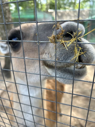 A close-up, eye-level shot shows a camel's snout through a wire fence. The camel is eating hay, which is visible stuck to its nose. Its mouth is slightly open, revealing its teeth. The background is blurred, showing trees and a sandy ground, suggesting an outdoor enclosure. The location is Medvedevo Urban Settlement, Russia.