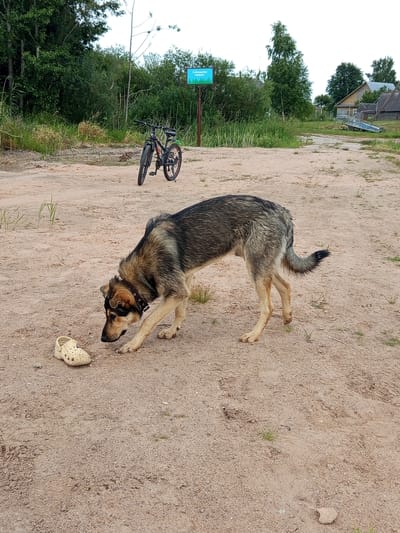 A medium-sized dog with tan and gray fur is lying on a sandy path. The dog is wearing a dark collar with metal studs. To the left of the dog, a bicycle is parked. In the background, there is a dense line of green trees and bushes. Further in the background, a wooden house with a metal roof is visible, surrounded by trees. A blue sign is also planted in the ground among the greenery. The ground is light brown and sandy, with scattered blades of grass. There is a light-colored object, possibly a sandal, near the dog. The image appears to be taken outdoors during the daytime, with overcast weather suggested by the bright, diffused light. The setting is rural, with elements of nature and a residential building. The dog appears to be resting or relaxed. The blue sign has some text in a foreign language, possibly Russian, given the location context.
