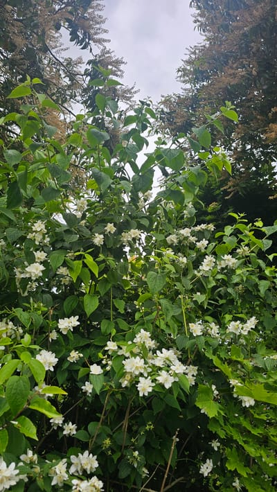 The image shows a close-up view of a bush with numerous small white flowers and dark green leaves. The bush appears to be in bloom, with many clusters of flowers visible. The background is out of focus, but it seems to be an outdoor setting, possibly a garden or park. The sky is overcast, suggesting a cloudy day. The location is identified as Boussu-lez-Walcourt, Belgium. There are no people or specific actions depicted in the image. The scene is static and focuses solely on the botanical subject.