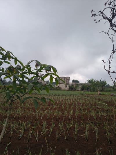 A field of crops stretches into the distance, with rows of greenery emerging from dark soil. A building is visible amidst trees further back. Overcast sky fills the scene. A tree branch with green leaves is in the foreground. Another branch, seemingly bare, crosses the upper left corner. The image is slightly rotated, presenting a tilted perspective of the landscape.