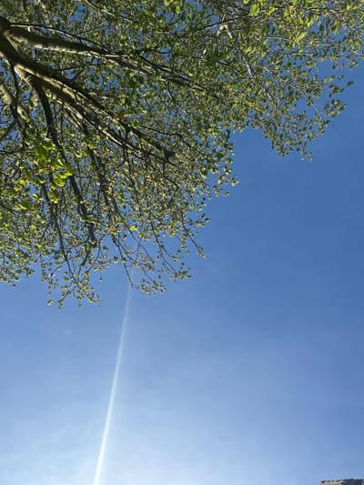 A low-angle shot looking up towards a clear blue sky. On the left side of the image, a tree with light green leaves and bare branches occupies a significant portion. A bright, linear reflection of sunlight is visible in the lower-right corner of the sky. The scene is likely located in Bristol, United Kingdom, based on contextual knowledge, but without additional evidence, it is impossible to confirm the exact location.