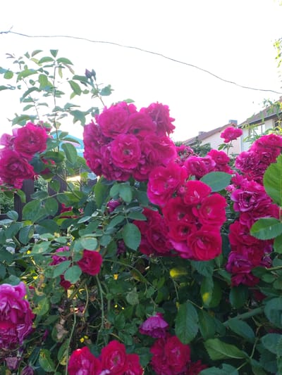 The image depicts a close-up view of a dense rose bush laden with numerous deep pink to magenta flowers. The roses are in various stages of bloom, with some appearing fully open and others still as buds. Lush green leaves are interspersed throughout the branches, some showing signs of yellowing or browning, indicating natural aging or possible pests. The background is softly blurred, revealing a hint of residential buildings with tiled roofs and a bright, overcast sky. The setting appears to be an outdoor garden, possibly in the city of Dobev, Czechia, given the context. A thin wire is visible strung across the upper portion of the frame, suggesting the presence of a fence or other outdoor utility. The lighting suggests it is daytime, likely late afternoon or early morning, with the sun casting a gentle glow. There are no people or animals visible in the frame. The focus is entirely on the botanical subject.