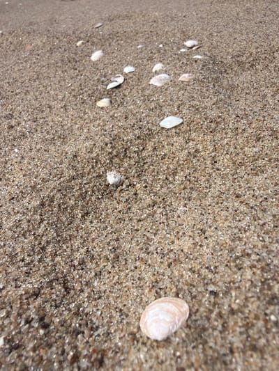 A close-up, low-angle shot of a sandy beach in Gauja, Latvia, reveals scattered seashells and the glistening texture of wet sand. The sand grains are a mix of light brown, tan, and translucent particles, some appearing to shimmer under the light. Several small, white and pinkish-brown seashells are visible, some partially submerged in the sand, others lying on the surface. The shells vary in size and shape, with some being delicate and ovular, while others are more elongated and angular. A few of the shells are broken, with fragments scattered amongst the sand. The focus is sharp on the foreground shells and sand, with the background becoming increasingly blurred, suggesting a shallow depth of field. The overall impression is one of natural beauty and tranquility, characteristic of a seaside environment. There are no people or animals visible in the image.