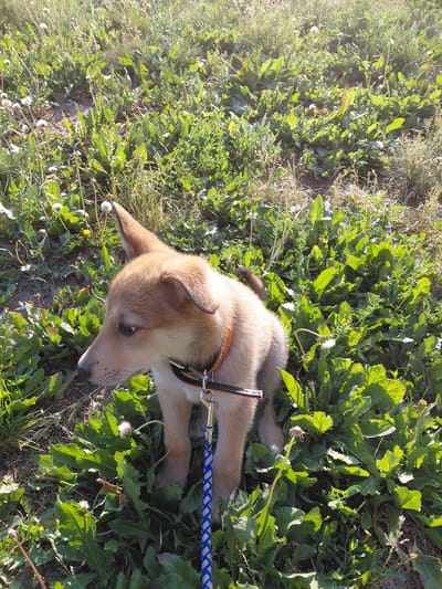 A young, light brown puppy with upright ears and a black and orange collar is sitting in a patch of lush green vegetation, possibly a park or a field in the city of Oskemen, Kazakhstan. The puppy is looking to its left, and a blue and white braided leash is attached to its collar. Several dandelion plants with white seed heads are scattered throughout the greenery, and the ground beneath appears to be soil. The lighting suggests it is daytime, with sunlight filtering through the leaves and casting shadows.