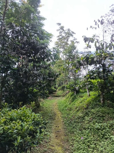 A narrow path stretches into a verdant landscape, flanked by dense foliage. Towering trees with dark green leaves form a canopy overhead, creating a shadowy tunnel. Thickets of low-lying plants and small trees with lighter green leaves line the path's edges. The ground is covered in vegetation, suggesting a humid, overgrown environment. Hints of gray sky peek through the treetops, suggesting an overcast day.