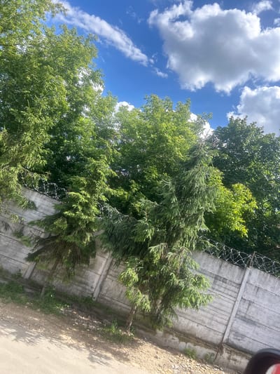A low-angle, wide shot captures a concrete barrier topped with barbed wire. To the left of the barrier, a dry, sandy road surface is visible. Lush green trees, some appearing to be spruce or fir, grow behind the barrier, their branches partially obscuring the wall. The sky above is a vibrant blue, dotted with fluffy white clouds. The scene suggests a boundary or perimeter, possibly indicating a secured area. The presence of mature trees and the style of the barrier do not immediately pinpoint a specific, recognizable landmark within the city of Lobnya, Russia, though such barriers are common in industrial or restricted zones.