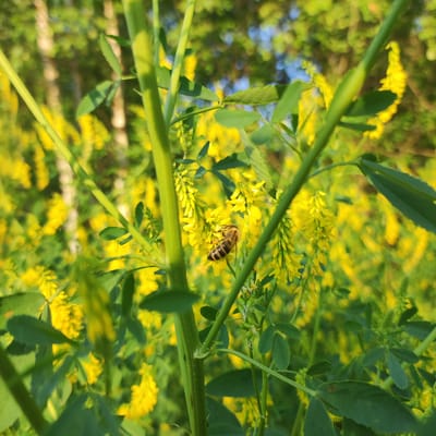 In a close-up shot, a bee is shown collecting nectar from yellow flowers amidst greenery. The bee, with its distinctive stripes, is the main subject, positioned in the center of the frame. It is surrounded by dense foliage and clusters of small yellow blossoms, suggesting a natural outdoor setting, likely a field or meadow. The background is a blur of green leaves and yellow flowers, with hints of tree trunks and a soft blue sky, indicating a daytime scene with pleasant weather. The lighting suggests it could be late afternoon or early morning, with the sun casting a warm glow. The overall mood is peaceful and serene, highlighting the natural process of pollination. The image was captured in Kineshma, Russia. No visible text is present in the image.