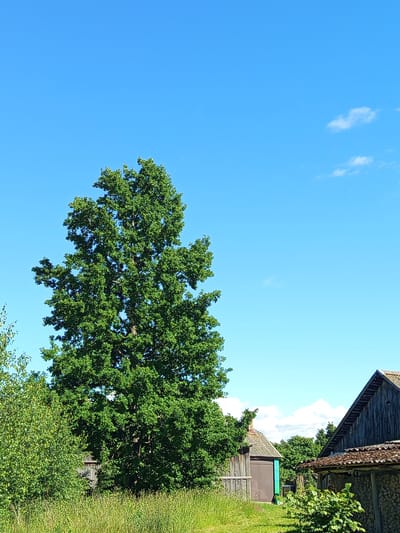 The image depicts an outdoor scene with a bright blue sky, scattered white clouds, and lush green foliage. A large, mature oak tree with dense leaves dominates the mid-ground. To the right, a rustic wooden building with a dark, weathered roof is partially visible, along with a wooden fence and a patch of well-maintained green grass. The sunlight suggests it is a clear day, likely in the late morning or afternoon. The overall impression is one of a peaceful, rural setting in Ostrovtsy, Russia. There is no visible text in the image.