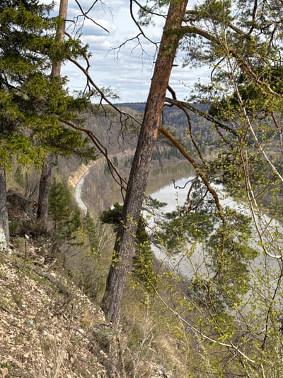 The image presents a panoramic view of a natural landscape, captured from a high vantage point overlooking a valley in Pavlovka, Russia. The perspective is tilted, with a prominent tree trunk stretching diagonally across the frame, acting as a foreground element.
In the immediate foreground, numerous tree branches and trunks frame the scene. Many of these trees display fresh, light-green leaves, indicating early spring, while coniferous pines are also visible. The ground to the lower right is rocky and covered with dried leaves and sparse undergrowth.
Beyond the trees, a wide, greyish body of water, possibly a river or lake, is visible in the mid-ground, reflecting the overcast sky. A distinct, light-colored road winds along the far bank of the water, snaking through the terrain. In the background, forested hills or mountains extend into the distance, completing the expansive natural setting.
The scene appears to be set during daytime, under a partly cloudy or overcast sky. There are no people or specific activities depicted, conveying a sense of tranquility and natural grandeur. No visible text is present in the image.