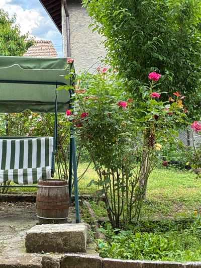 The image shows a garden scene, likely in Radomirtsi, Bulgaria. A rose bush with red flowers is prominently featured. An outdoor swing or seating area with green and white striped cushions is visible in the foreground. A small wooden barrel sits nearby. The background includes lush greenery, a grassy area, and part of a building. The image appears to be taken from a slightly elevated position. A stone structure, possibly steps, is present on the right side.