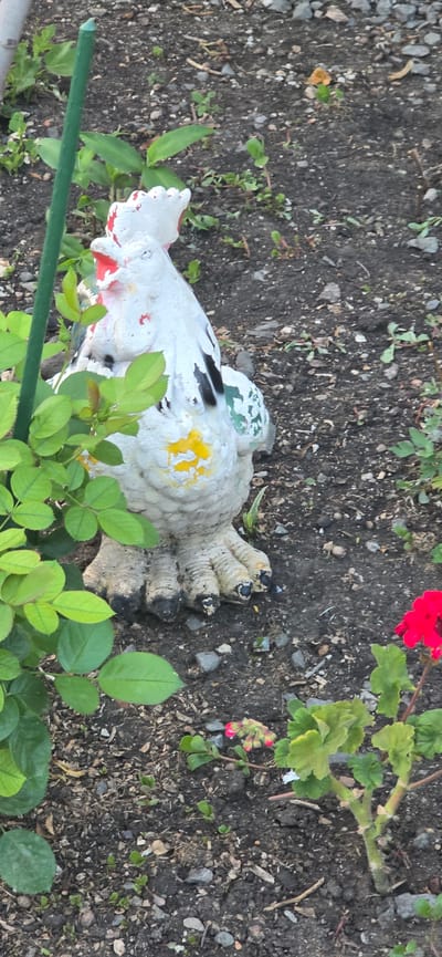 In the city of Kalchevo, Bulgaria, an outdoor scene shows a white rooster statue with red and yellow accents situated in a garden. The statue is positioned on dark soil mixed with small rocks. To the left of the statue, a bright green plant with several leaves partially obscures the lower half of the rooster. A tall, thin green stake is visible to the left of the statue, extending upwards. In the lower right corner of the image, a red flower is in bloom, and a green plant with developing pink buds is also present. The background consists of more dark soil and scattered small stones.