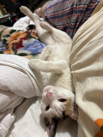 A calico cat is lying on its back on a bed, with its paws in the air. The cat is white with patches of brown and black. It is looking up at the camera with its eyes open. The bed is covered with blankets and pillows. The room appears to be a bedroom. The cat is the primary subject of the image. The scene takes place indoors. There is no indication of the location within the city of Vladaya, Bulgaria.