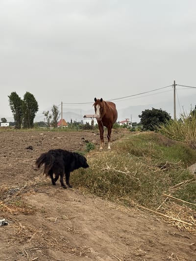 A partially overcast day in Aucallama, Peru, reveals a brown horse with white markings tethered to the ground, standing in a field. A black dog stands nearby, facing away from the horse and towards the edge of the field, where a mix of tall grass and weeds grows. Overhead power lines are visible in the background, along with scattered trees and distant buildings. The ground is mostly dirt with scattered patches of grass and vegetation. The landscape has a rural feel.