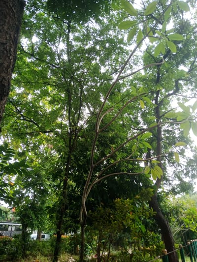A low-angle shot captures a dense canopy of green trees against a bright sky. In the foreground, a rough-barked tree trunk rises vertically on the left. A delicate, leafless branch extends diagonally across the frame from the center to the right, its thin structure contrasting with the fuller foliage behind it. The middle ground is filled with lush green leaves and branches of various trees. In the background, a building with a white facade and large windows, possibly a community hall or administrative building, is visible between the trees, along with a white vehicle. A dark green metal fence with lighter brown caps runs along the right edge of the frame. The overall impression is of a verdant, outdoor setting, likely a park or garden within a more developed area of South Tangerang, Indonesia.