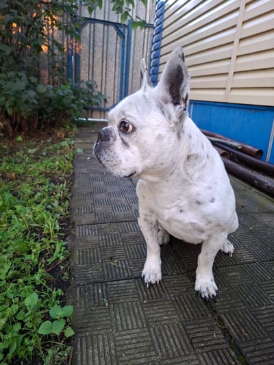 A white dog with black spots is lying on a patterned tiled surface. The dog is facing the camera, with its head tilted slightly to the side. Its eyes are open and looking towards the viewer. The dog's fur is short and appears to be slightly wet. Its paws are visible, with dark nails.
Behind the dog, there is a wooden structure with a corrugated metal roof and a blue vertical beam. To the left of the dog, there is a patch of green foliage. The ground is covered with dark gray tiles arranged in a grid pattern, with some areas of moss and dirt visible between the tiles.
The lighting suggests it might be daytime, possibly overcast or in a shaded area. The overall scene appears to be an outdoor setting, likely a yard or patio. There are no visible people or text in the image. The dog's expression could be interpreted as curious or attentive.