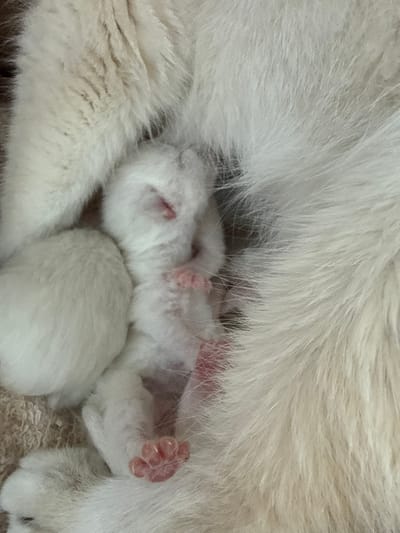 A close-up, overhead shot shows a group of very young, newborn white kittens snuggled together amidst the soft, white fur of an adult cat. The kittens appear to be sleeping or resting. One kitten's tiny pink paw is visible, with delicate toes. The adult cat's fur is predominantly white, with some areas of cream or light tan. The image is tightly cropped, focusing on the intimate scene of the kittens with their mother. There is no discernible background or environmental context beyond the immediate presence of the cats. The location in Yurukovo, Bulgaria is not visible or inferable from the image.
