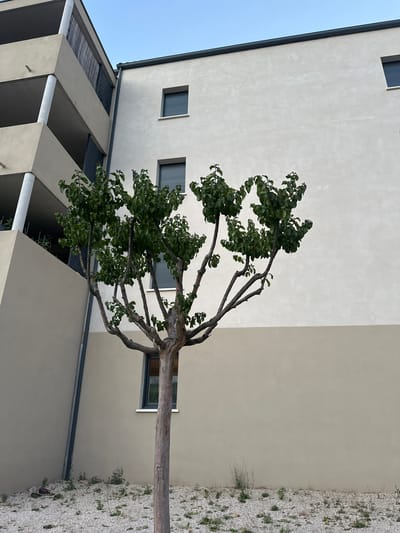 In the city of Anduze, France, a young, sparsely-leaved tree with a single trunk stands in a gravel-covered yard. The tree's branches are bare and twisted, extending outwards like dark fingers against a building. The building is modern, with a light beige facade and a dark grey roofline. Several rectangular windows, some with dark shutters, are visible on the building's surface. To the left, another structure, part of the same complex, is visible. This structure is multi-leveled with balconies and vertical supports. The sky above is a pale blue, indicating it is daytime. The ground is covered with small white pebbles and sparse green weeds.