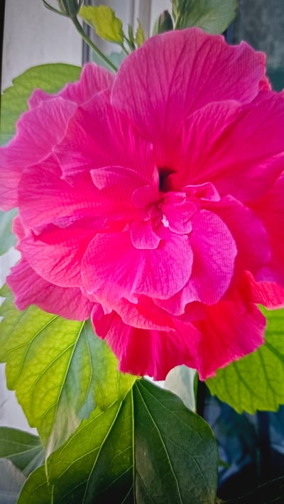 This is a close-up, eye-level shot of a vibrant pink hibiscus flower with lush green leaves. The flower, which fills most of the frame, is in full bloom and showcases multiple layers of ruffled petals. Its deep pink hue graduates to a brighter, almost fuchsia shade in the center. Some of the inner petals are lighter and more translucent, revealing delicate veins. A dark, shadowy center is visible at the heart of the bloom.
Several broad, glossy green leaves frame the flower, with some slightly out of focus in the background. The leaves have prominent veins and a slightly waxy sheen. The lighting suggests it could be daytime, possibly with bright sunlight casting soft shadows and highlighting the textures of the petals and leaves. The overall impression is one of natural beauty and vibrant color.
There is no visible text in the image. The setting appears to be outdoors, possibly a garden or a place where hibiscus flowers are cultivated. The image has a slightly textured appearance, possibly due to the display technology it was captured on or a subtle filter applied. The overall mood is serene and celebratory of nature's flora.