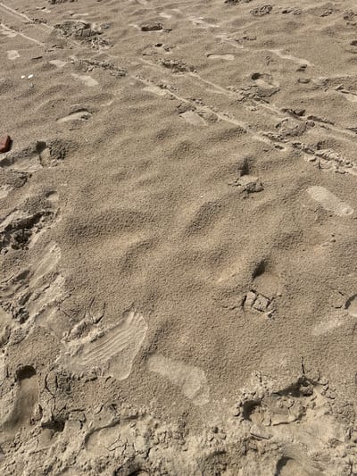 The image shows a close-up view of sandy ground, likely a beach in Koksijde, Belgium, with numerous footprints and tire tracks imprinted on the surface. The sand is a light brown color, and the texture varies from smooth patches to areas with small pebbles and dried, cracked sand. Several distinct footprints are visible, indicating the passage of people. Some appear as complete impressions, while others are partial or blurred, suggesting movement or wind disturbance. Tire tracks, characterized by parallel lines and tread patterns, are also present, indicating vehicle activity. The lighting suggests a sunny day, casting shadows that highlight the uneven terrain and the details of the imprints. A small brown object, possibly a piece of footwear or debris, is visible in the lower left corner of the image. The overall impression is one of a well-trafficked sandy area, likely a beach or a sandy path.