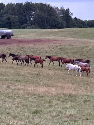 A herd of horses grazes in a grassy field in Galinė, Lithuania. The herd includes several dark brown horses, a lighter brown horse, a white horse, and a reddish-brown horse. The horses are spread out across the field, with some walking and others standing. In the background, there is a stand of trees and a trailer with a water tank. The sky is overcast.