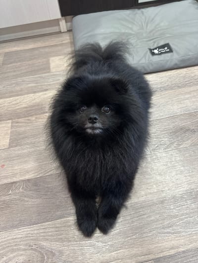 A black Pomeranian dog is lying down on a wooden floor. The dog is facing the camera and its front paws are crossed. To the right of the dog is a grey dog bed with a black label that says "SEVEN only to meet you". In the background, there are cabinets. The scene appears to be indoors, possibly in a home, and there is no indication of the specific location within Petropavl, Kazakhstan.