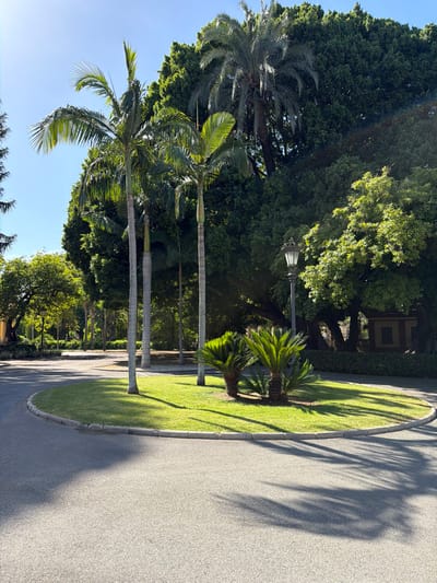 The image depicts a scenic view of a park or garden in Seville, Spain. The primary subjects are lush green trees, including palm trees, and a well-maintained lawn. A paved pathway curves through the scene, bordered by the lawn and casting dappled shadows from the trees. Several tall palm trees stand prominently, their fronds reaching towards a clear blue sky. In the background, a lamppost adds a touch of classic park infrastructure. The sunlight suggests it is daytime, likely morning or afternoon, given the long shadows. The overall atmosphere is serene and tranquil, evoking a sense of natural beauty and peacefulness. There are no people or visible text in the image. The combination of abundant greenery, sunshine, and architectural elements like the lamppost points to a cultivated outdoor space, possibly a public garden or a botanical area.