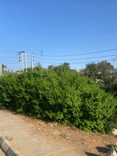 The image depicts a daytime outdoor scene in Barnawa, Nigeria, under a clear, bright blue sky. A dense, verdant green hedge or large bush occupies the mid-ground, extending across the frame. In the foreground, a concrete sidewalk, composed of rectangular slabs, is visible on the left, bordered by a concrete curb. Adjacent to the curb and the hedge is a strip of dry, reddish-brown dirt with scattered organic debris. In the background, visible above and behind the dense foliage, are multiple utility poles supporting a network of overhead power lines. Two distinct street light poles are also present: one on the left with a single luminaire, and another to the right with a dual-arm luminaire. Additional trees and faint outlines of structures are discernible behind the primary vegetation. No individuals or specific actions are visible within the frame.
