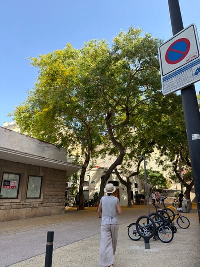 A person wearing a wide-brimmed hat and light-colored clothing walks away from the camera on a paved walkway in Eivissa, Spain. The walkway is lined with trees that have green leaves and some yellow blossoms. To the left of the walkway is a building with stone facade and windows. A parking sign is visible on the right side of the image. Several bicycles are parked on a bicycle rack in the foreground. In the background, more people are visible, as well as buildings and trees. The sky is clear and blue. The scene appears to be in an urban environment, likely a public square or street.