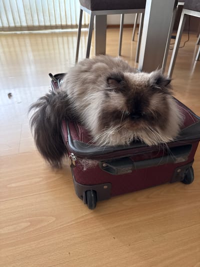 A fluffy, grey and brown cat is resting on top of a red and black suitcase. The suitcase is sitting on a wooden floor. A partially visible grey chair is on the left side of the image. The location is likely indoors. The city of Santiago de Surco, Peru cannot be verified from this image.