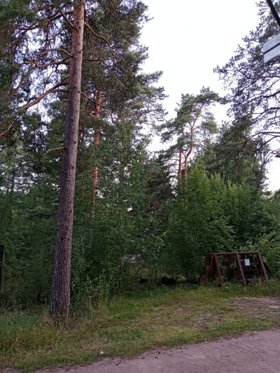 The image depicts a forest scene in Pesochnoye, Russia. The foreground is a dirt path, with grassy verges on either side. In the mid-ground, a large pine tree stands prominently on the left, its bark rough and textured. Behind the pine tree, a dense thicket of various green trees and bushes forms the backdrop. To the right of the pine, a weathered, rust-colored wooden A-frame structure, possibly part of a playground or park feature, is visible. The sky above is overcast and bright. The overall impression is of a natural, somewhat unkempt outdoor area.