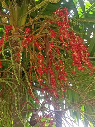 In the city of Kampungblang, Indonesia, a cluster of red palm fruits hangs from a tree. The fruits are small and round, growing in bunches on long, slender stalks. They are a vibrant red color, indicating they are ripe for harvest. The tree itself has a rough, brown trunk and large, green leaves that create a dense canopy overhead. The sunlight filters through the leaves, casting dappled shadows on the fruits and branches. The scene is lush and tropical, with the abundant foliage and bright red fruits suggesting a healthy and thriving ecosystem. There are no people or animals visible in the image, making it a serene and naturalistic portrayal of the Indonesian landscape.